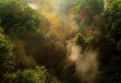 nature, landscape, fall, forest, mountain, mist, morning, trees, sunrise wallpaper