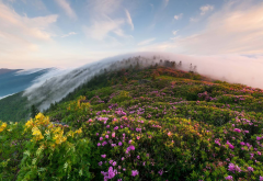 fog, flowers, mountains, mist, nature wallpaper
