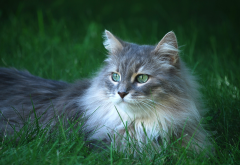 long hair cat, cat, grass, animals wallpaper