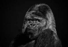 gorilla, animals, face, giant gorilla, black gorilla wallpaper