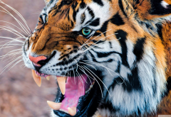tiger, teeth, animals wallpaper