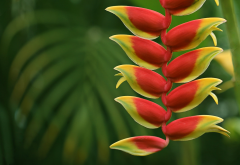 heliconia, inflorescence, macro, flowers, nature wallpaper