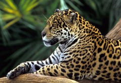 brazil, rainforest, jaguar, animals wallpaper