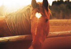 horse, closeups, blurred, sunlight wallpaper