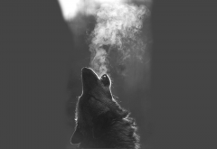 wolf, white breath, animals wallpaper