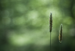 wheat, closeups, macro, blurred, bokeh wallpaper