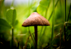 mushroom, macro, sunlight, blurred, grass, plants, nature wallpaper