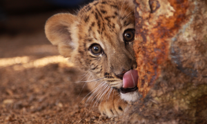 tiger, tiger cub, kitty, tongue, animals wallpaper