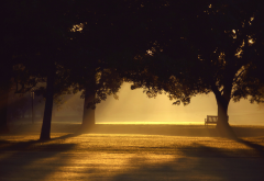trees, sunlight, mist, photography, benches, sunset wallpaper