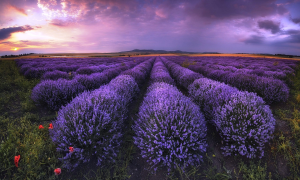 flowers, field, bulgaria, lavender, clouds, nature wallpaper