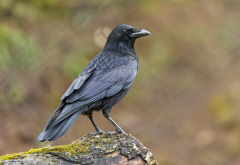 raven, bird, moss on the log, animals wallpaper