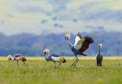 crowned crane, animals, birds, cranes wallpaper