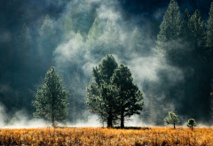mist, forest, sunlight, nature, landscape wallpaper