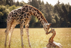 cute giraffes, giraffe, baby giraffe, grass, animals wallpaper