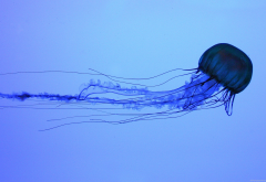 jellyfish, water, animals, underwater wallpaper