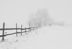 nature, winter, snow, frost, blizzard, fog wallpaper