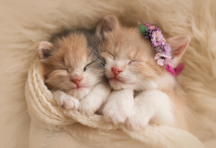 kitty, kitten, cat, pair of kitten wallpaper