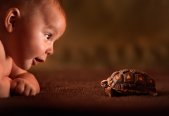baby, turtle, curiosity, friend, childwood, explore, photo wallpaper