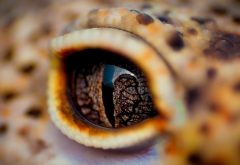 reptile, eye, close up, animals, crocodile wallpaper