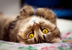 cat, eyes, macro, cat laying on its back wallpaper