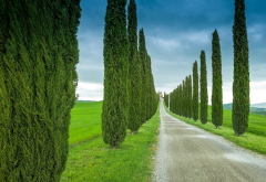 photos, italy, tuscany, road, nature, cypress wallpaper