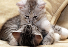 two kittens in love, kitten, animals, cat wallpaper