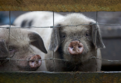 pigs, animals, dirt wallpaper