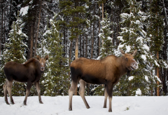 elk, animals, forest, nature, winter, snow wallpaper