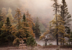 forest, fog, autumn, fall, nature, tree wallpaper