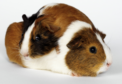 guinea pig, animals, rodent wallpaper