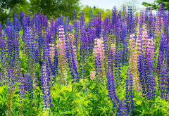 lupins, flowers, plants, nature wallpaper