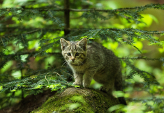 cat, kitten, forest, spruce, stone, hunter, animals wallpaper