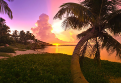 palm trees, bridge, sunset, flrida, usa, beach, ocean, clouds wallpaper