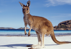 kangaroo, beach, ocean, animals wallpaper