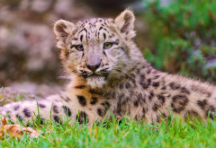 leopard cub, leopard, animals, whiskers, grass wallpaper