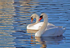 swan, lake, bird, animals, water wallpaper