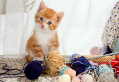 kitten, cat corner, furry friends, cat, animals, knitting wallpaper