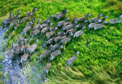 zebra, animal, nature, running, grasslands wallpaper