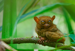 philippine tarsier, tarsier, animal, primate, huge eyes wallpaper
