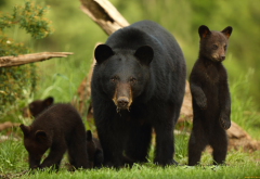 american black bear, ursus americanus, bear, cub, family, animals wallpaper
