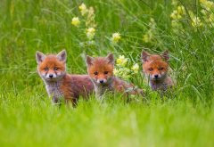 fox, animals, little foxes, grass wallpaper