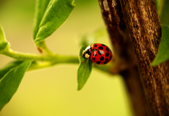ladybug, ladybird, branch, leaves, macro, animals wallpaper