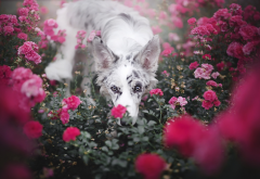 dog, animals, friend, flowers, roses wallpaper