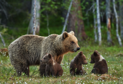 bears, bear, bears family, brown bear, forest, animals, bear cubs wallpaper