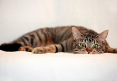 cat, lying, look, green eyes, animals wallpaper