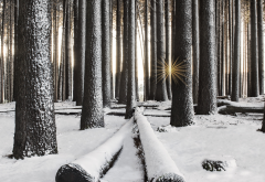 winter, forest, tree, snow, australia, sun rays, nature wallpaper