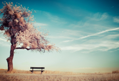 alone, trees, benches, sky, ground wallpaper