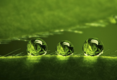 dew, water, droplets, plant surface, nature wallpaper