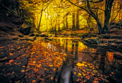 nature, autumn, germany, forest, leaves, stones wallpaper