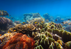 coral reef, coral, underwater, nature, fish wallpaper